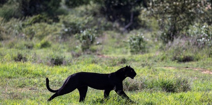 Black Leopard